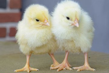 baby day-old chicks from hatchery