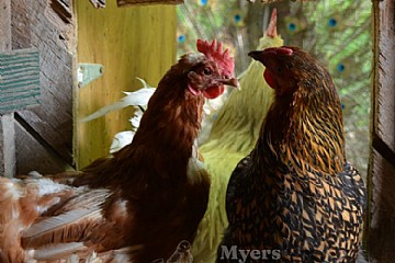 Farm Feature: Echo Springs Farm