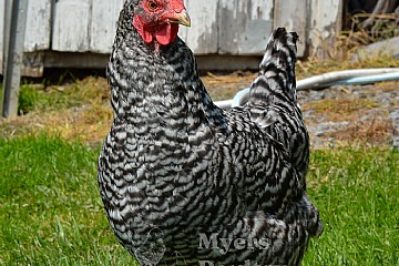 Breed Spotlight: Barred Rock Chickens