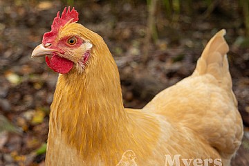 Breed Spotlight: Buff Orpingtons