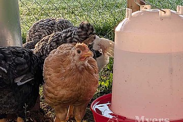 Beat the Heat: How to Keep Chickens Cool in the Summer