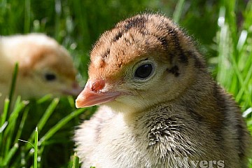 Your Handy Guide to Raising Turkey Poults