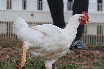 white chicken in backyard