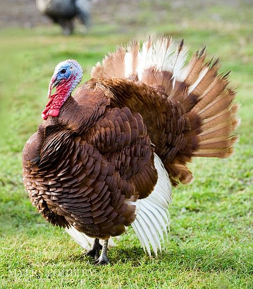 Turkey Poults for Sale | Myers Poultry