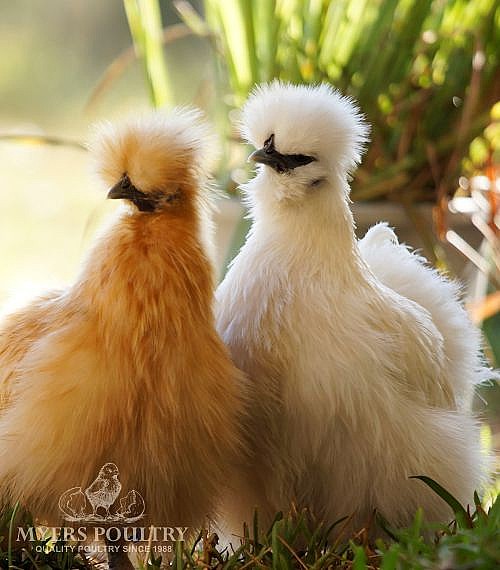 Marti Poultry Farm Catalog Catalog Library