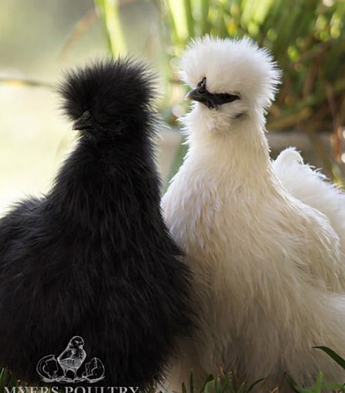 Bantam Chickens