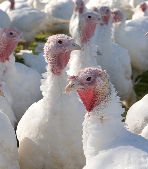 Commercial Turkey Poults