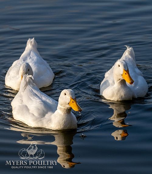 Ducks & Goslings