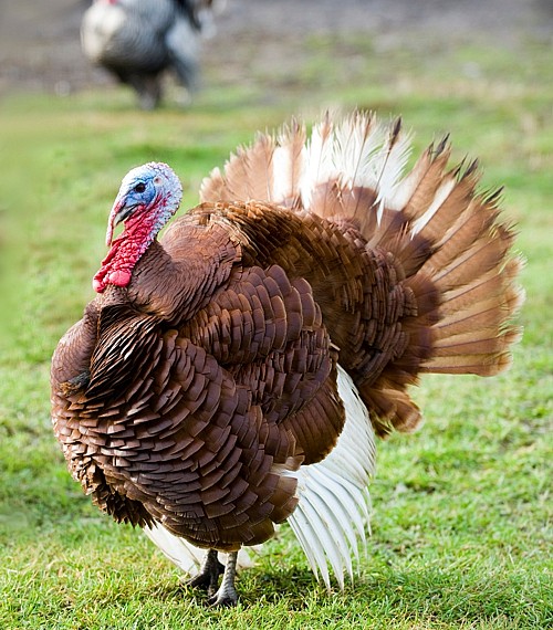 Heritage Turkey Poults
