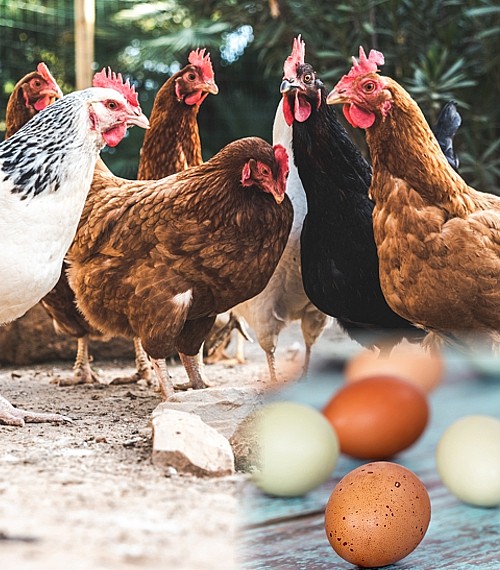 Layer Chickens for Sale Myers Poultry