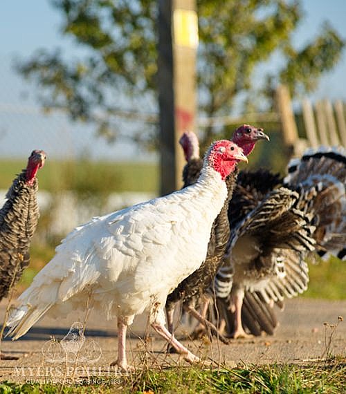 Free Poultry Catalog Pennsylvania Hatchey Myers Poultry