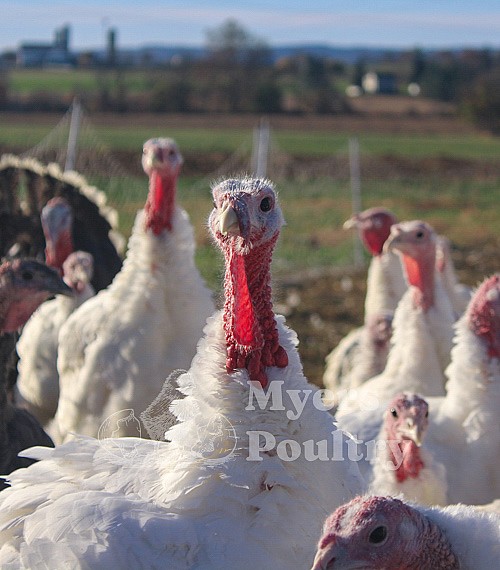 Commercial Turkeys