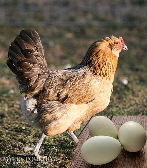 Egg Layers Day Old Chickens for Sale Myers Poultry