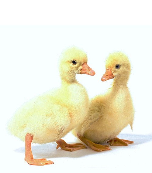 Goslings