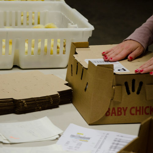 Chick Hatchery Myers Poultry Farm