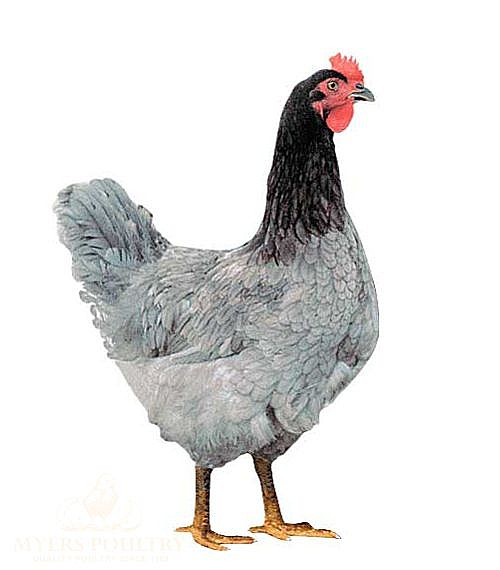 Plymouth Blue Rock Chickens | Poultry for Sale | Shop Now