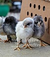 Plymouth Blue Rock Chickens for Sale | Brown Egg Layer