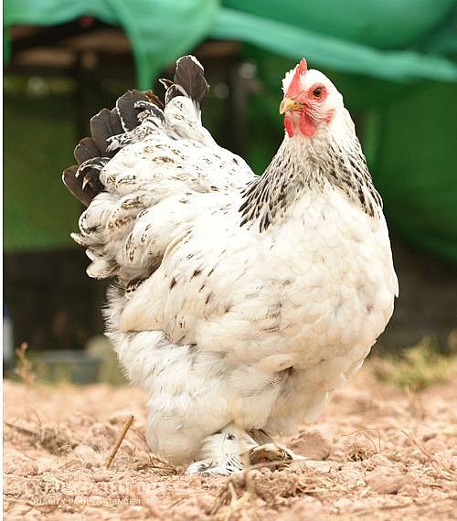 Light Brahma Chickens, Poultry for Sale