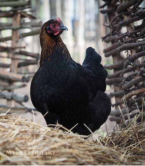 Mystic Marans Chicks for Sale | Dark Chocolate Egg Layer
