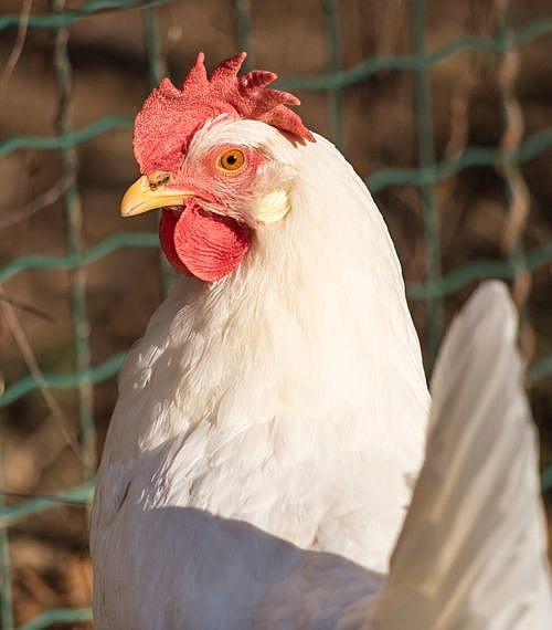 White Leghorns Chickens for Sale Myers Poultry