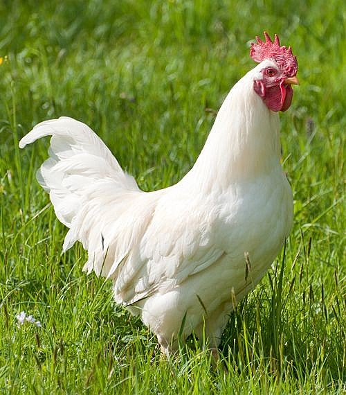 Details about   30 White Leghorn Chicken Hatching Eggs for Sale 