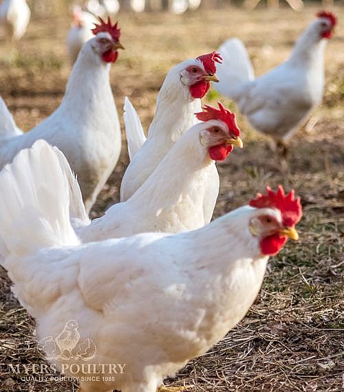 White Leghorns Chickens for Sale Myers Poultry