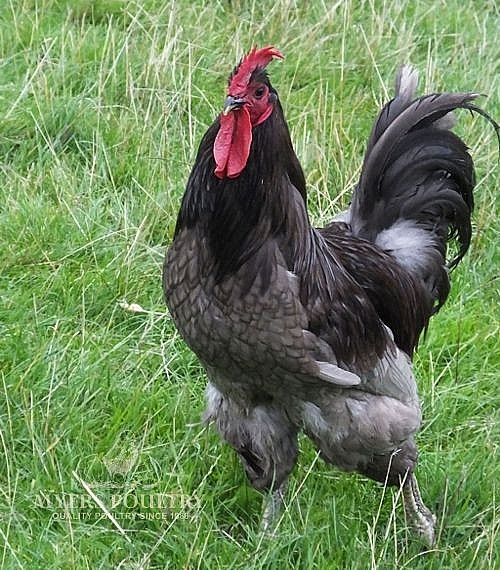 blue jersey giant rooster