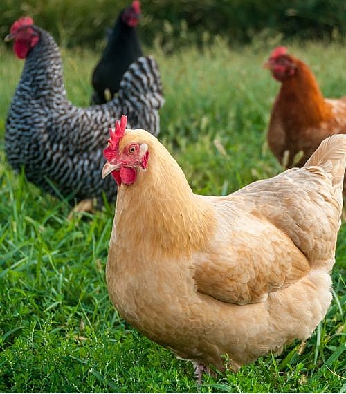 Assorted Brown Egg Layers for Sale Day Old Poultry