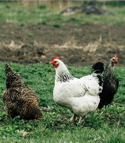 Assorted Brown Egg Layers for Sale Day Old Poultry