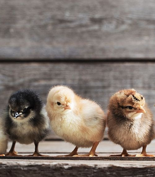 Assorted Brown Egg Layers for Sale Day Old Poultry