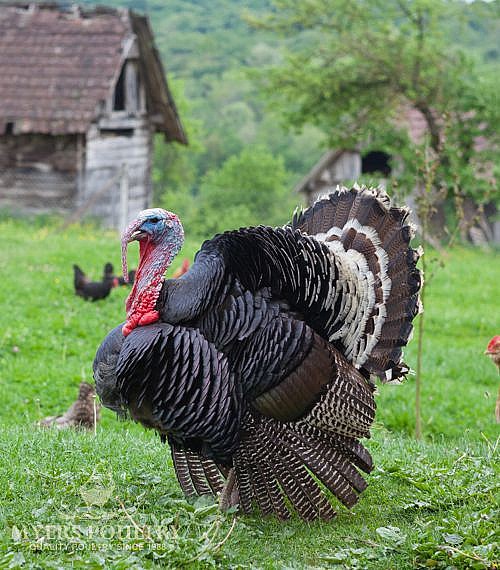 Broad Breasted Bronze Turkey Poults for Sale Myers Poultry