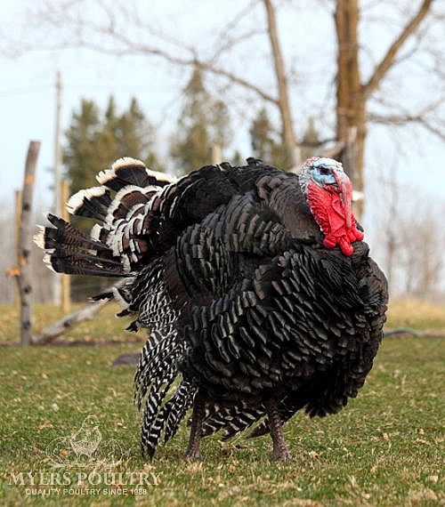 Broad Breasted Bronze Turkey Poults for Sale Myers Poultry
