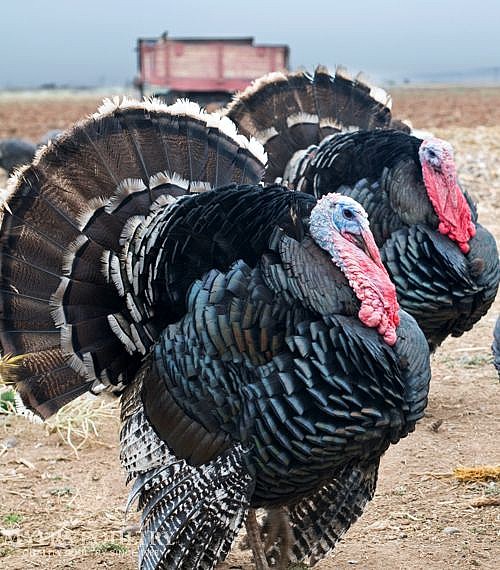 Commercial Turkey Poults for Sale Day Old Poultry Shop Online