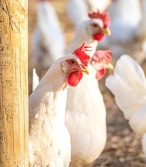 Assorted White Egg Layers for Sale Day Old Poultry