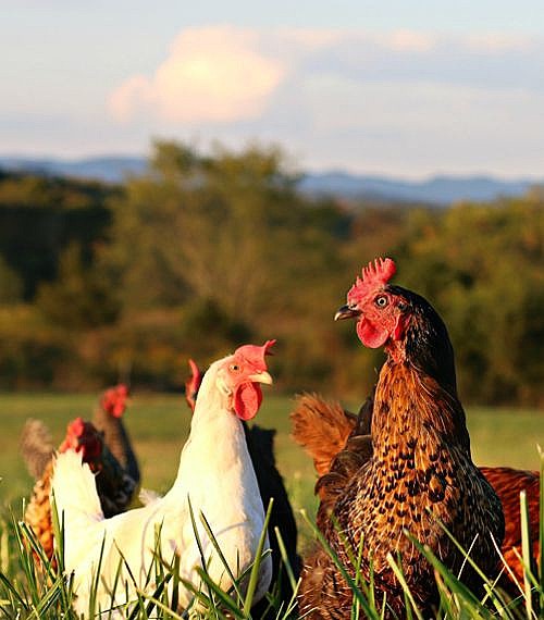 Egg Layer Assortments Day Old Poultry Myers Poultry