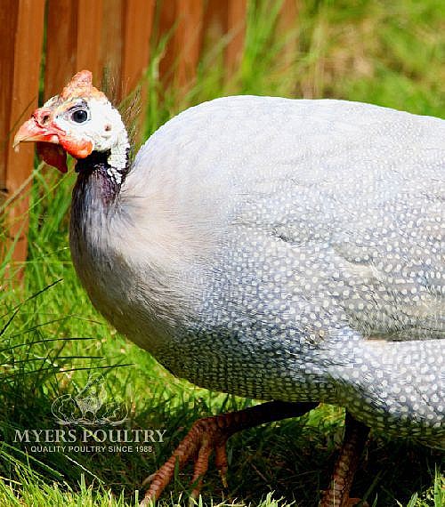 Guinea Fowl for Sale Order Online Myers Poultry