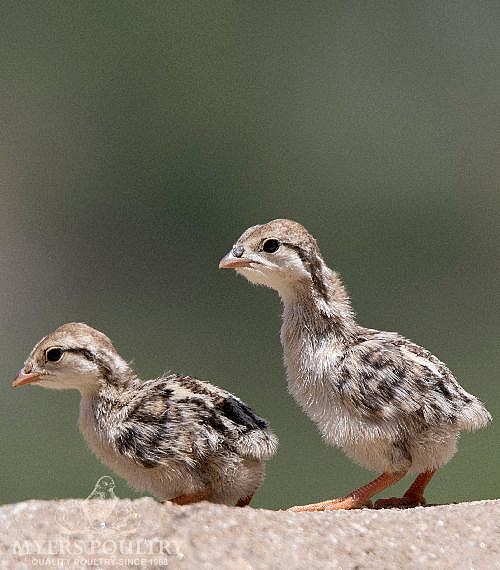 Chukar Partridge for Sale Day Old Poultry Myers Poultry