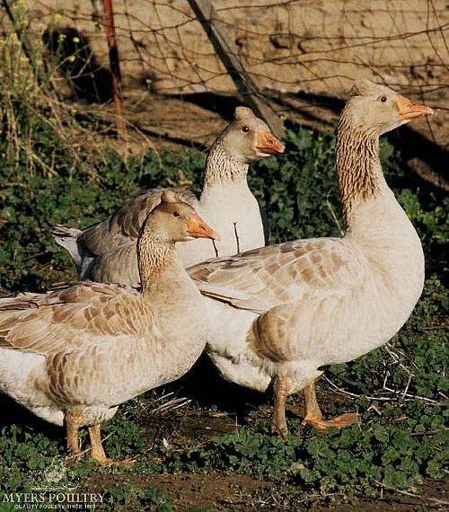 Tufted Buff Geese for Sale Day Old Poultry Myers Poultry