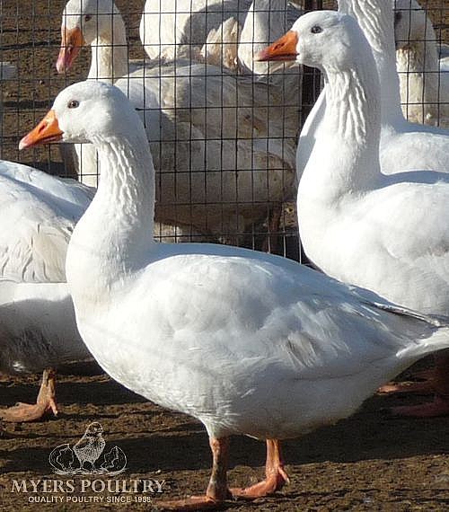Geese for Sale Day Old Poultry Myers Poultry