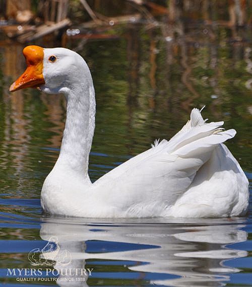 white-chinese-goslings-for-sale-day-old-poultry