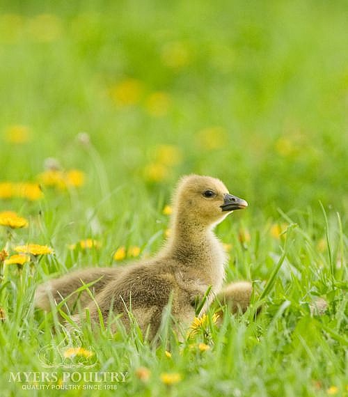 Assorted Fancy Geese for Sale Day Old Poultry Myers Farm
