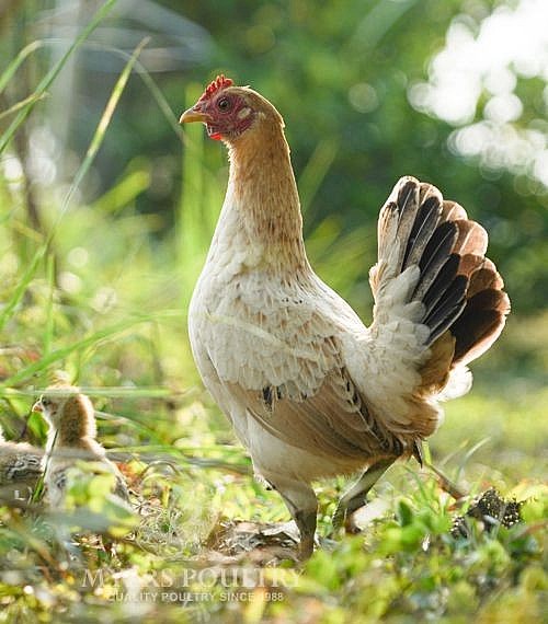 Bantam Best Buy Day Old Poultry Myers Poultry Farm