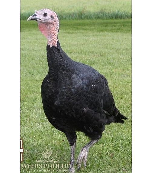 Artisan Gold Turkeys Poultry for Sale Shop Online