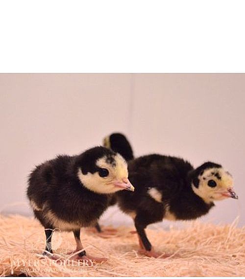 Artisan Gold Turkeys Poultry for Sale Shop Online