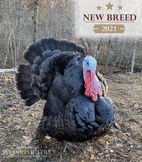 Heritage Turkeys Turkey Poults For Sale Shop Online Today