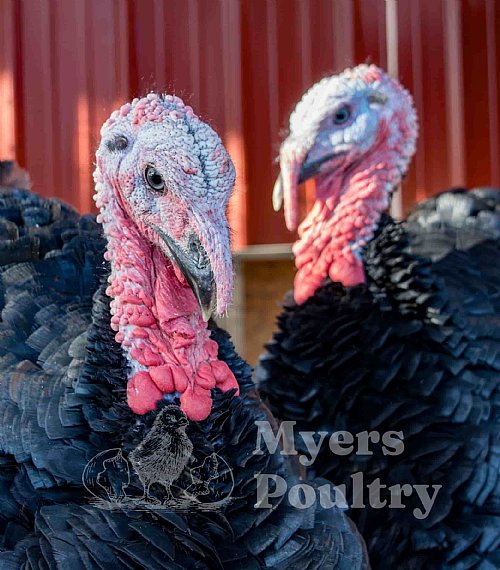 Heritage Turkeys for Sale | Rare Breeds