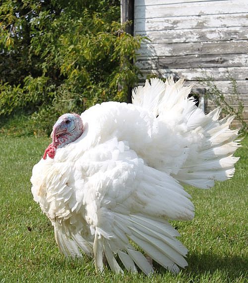 Commercial Turkey Poults for Sale Day Old Poultry Shop Online