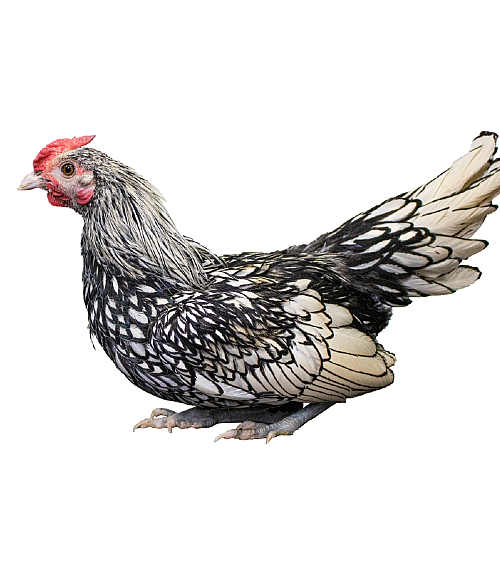 whiting bantam rooster set他 bantam-scaled.jpg