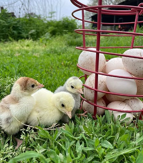 Assorted Heritage Turkey Hatching Eggs for Sale