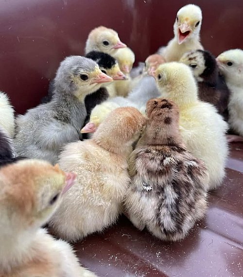 Assorted Heritage Turkey Hatching Eggs for Sale
